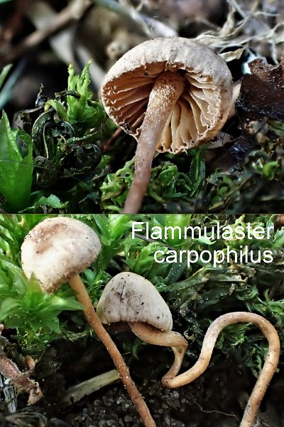 Flammulaster carpophilus-amf1348.jpg - Flammulaster carpophilus ; Syn1: Naucoria carpophila ; Syn2: Tubaria carpophila ; Nom français: Naucorie des faines